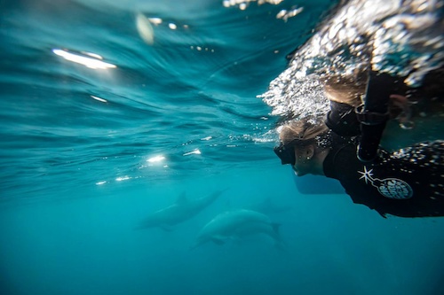 Dolphin Immersion with an Unforgettable Front and Back Swim Encounters - Off Peak