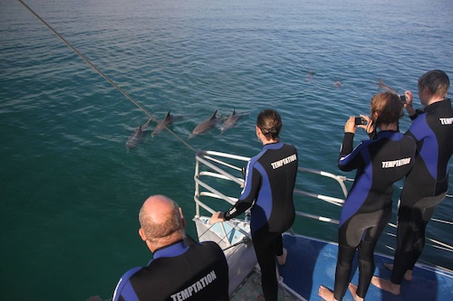 Enchanting Dolphin Expedition with an Immersive Views and Expert Insights - Off Peak