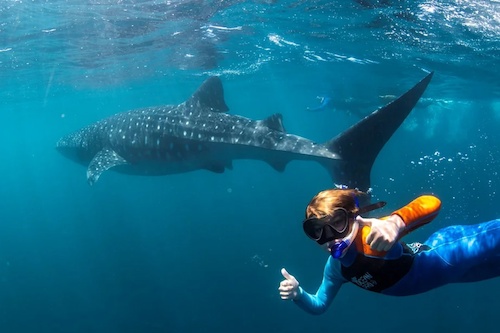 Whale Shark Safari & Coral Bay Ecotours