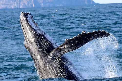 3 Hour Whale Watch Cruise