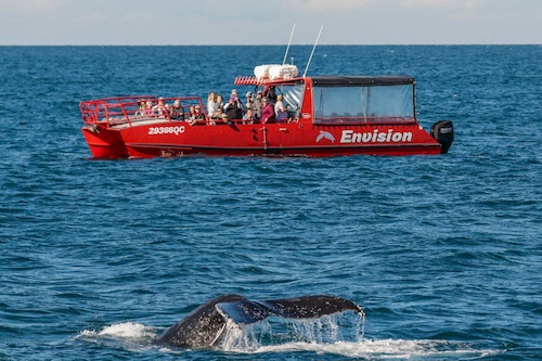 Dolphin Watch  & Sailing Cruise