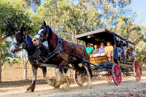 Horse Carriage Wine Tour with Lunch - Full Day