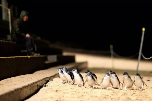 Phillip Island Wine, Wildlife & Penguins Day Tour from Melbourne